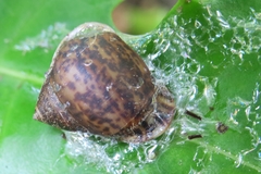 Pythia