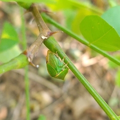 Stictocephala bisonia