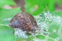 Pythia