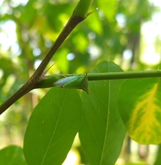 Stictocephala bisonia