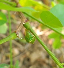 Stictocephala bisonia