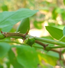 Stictocephala bisonia