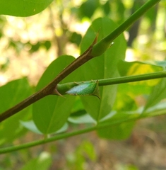 Stictocephala bisonia