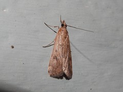 Achyra affinitalis