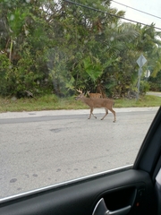 Odocoileus virginianus clavium