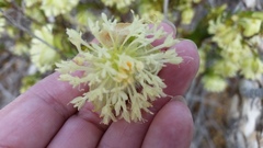 Pimelea lehmanniana