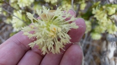 Pimelea lehmanniana