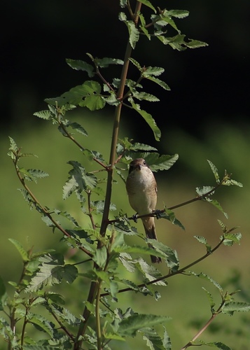 Pie-grièche brune