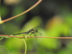 Agrionoptera longitudinalis biserialis