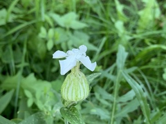Silene latifolia