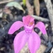 Caladenia nana nana - Photo (c) Dustyn and Catherine, some rights reserved (CC BY-NC), uploaded by Dustyn and Catherine
