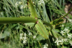 Alepidea cordifolia