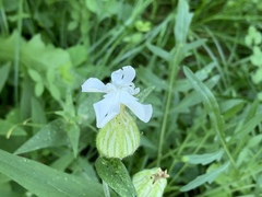 Silene latifolia