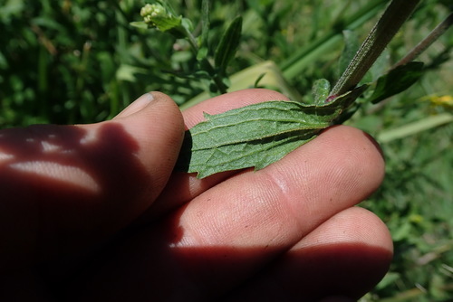 Image of Alepidea cordifolia by no rights reserved
