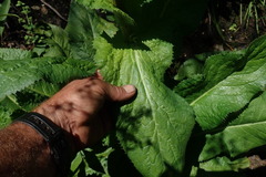 Alepidea cordifolia