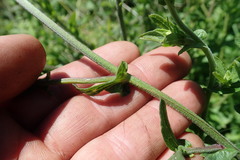 Alepidea cordifolia