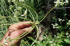 Alepidea cordifolia