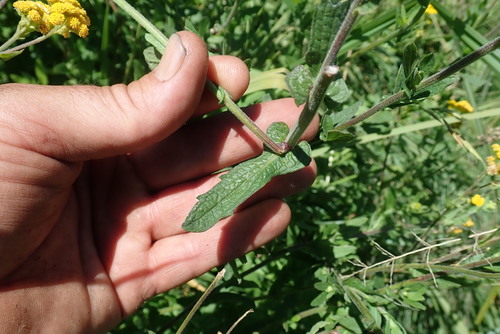Image of Alepidea cordifolia by no rights reserved