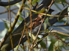 Passer domesticus
