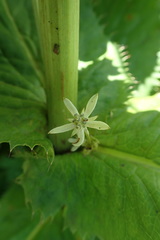 Alepidea cordifolia