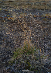 Deschampsia cespitosa glauca