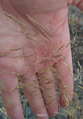 Deschampsia cespitosa glauca