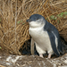 Australian Little Penguin - Photo (c) Beat Akeret, some rights reserved (CC BY-NC), uploaded by Beat Akeret