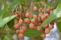 Conocarpus