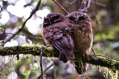 Megascops albogularis