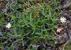 Stellaria peduncularis