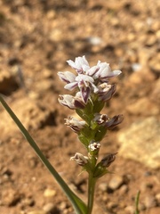 Prasophyllum cucullatum