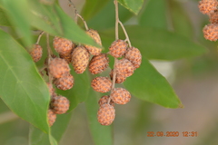 Conocarpus