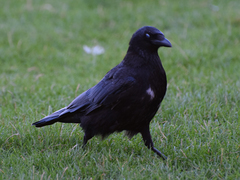 Corvus corone