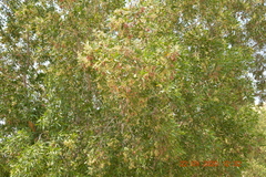 Conocarpus