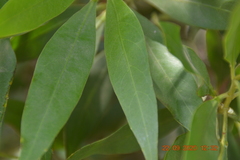 Conocarpus