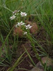 Alepidea setifera