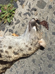 Genetta tigrina tigrina