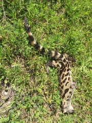 Genetta tigrina tigrina