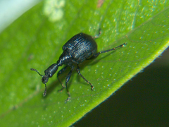 Allapoderus cyaneovirens