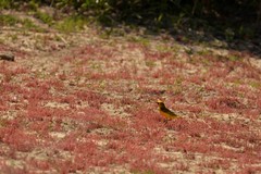 Epthianura aurifrons