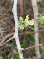 Dovyalis rhamnoides