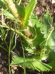 Alepidea setifera