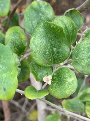 Dovyalis rhamnoides