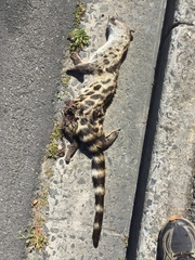 Genetta tigrina tigrina