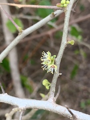Dovyalis rhamnoides