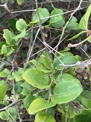 Dovyalis rhamnoides