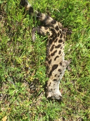 Genetta tigrina tigrina