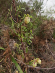 Hermannia hyssopifolia
