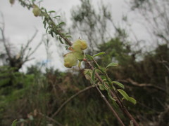 Hermannia hyssopifolia
