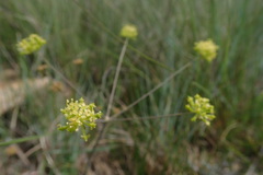 Afrosciadium magalismontanum
